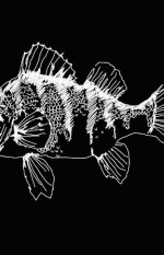 poisson